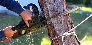 How Our Tree Care Process Works  in  Stony Brook, NY